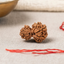 Garbh Gauri Shankar Rudraksha Bead