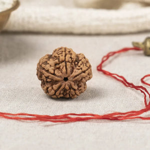  7 Mukhi Rudraksha (Nepali)