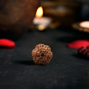  6 Mukhi Rudraksha (Nepali)