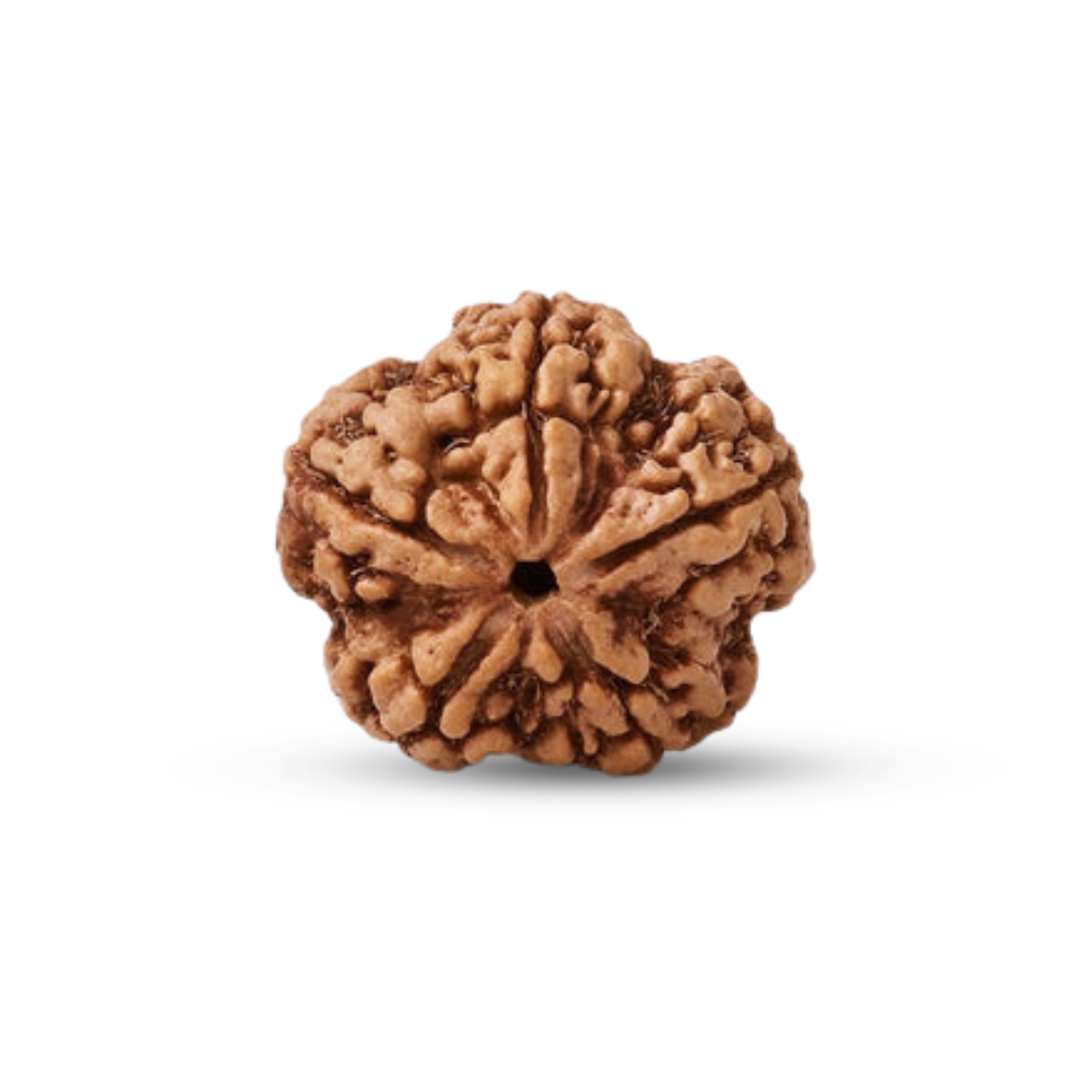 5 Mukhi Rudraksha (Nepali) Secondary image