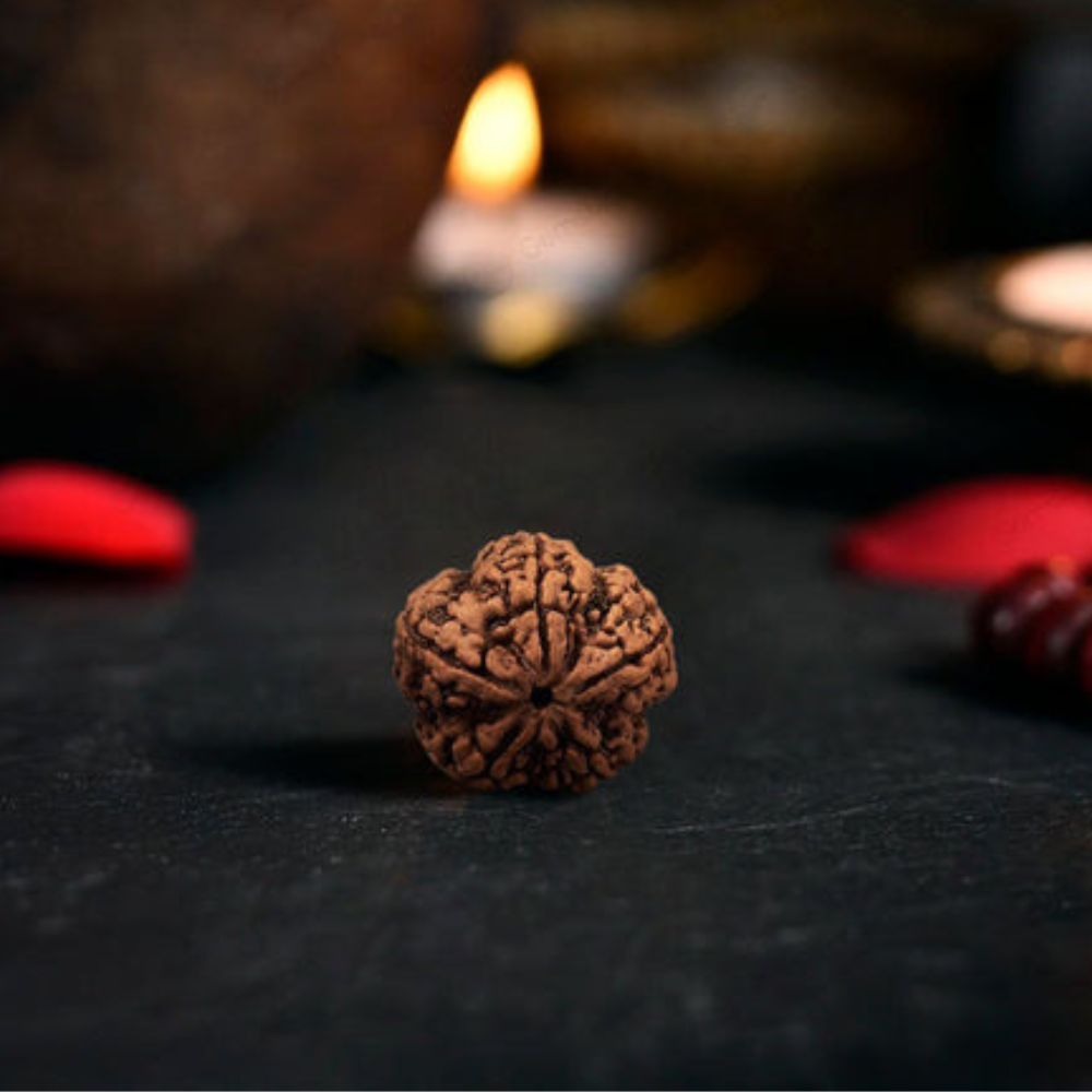 5 Mukhi Rudraksha (Nepali)