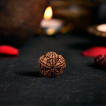 5 Mukhi Rudraksha (Nepali)