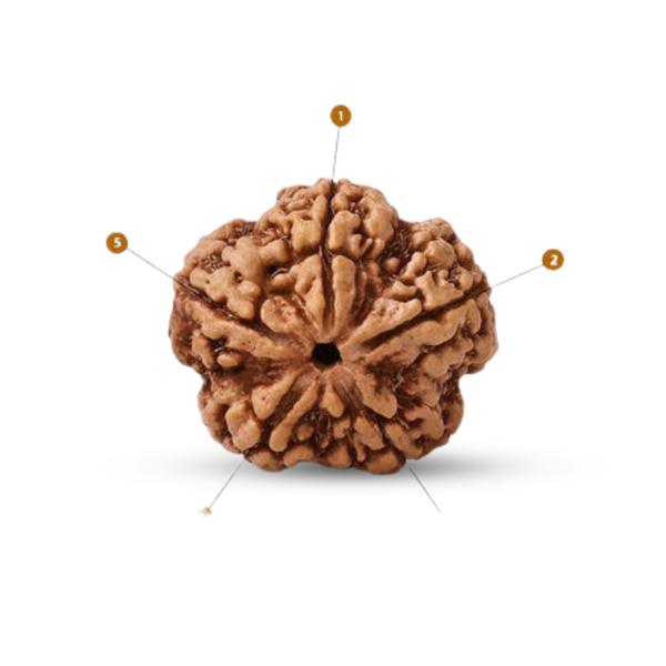 5 Mukhi Rudraksha (Nepali)