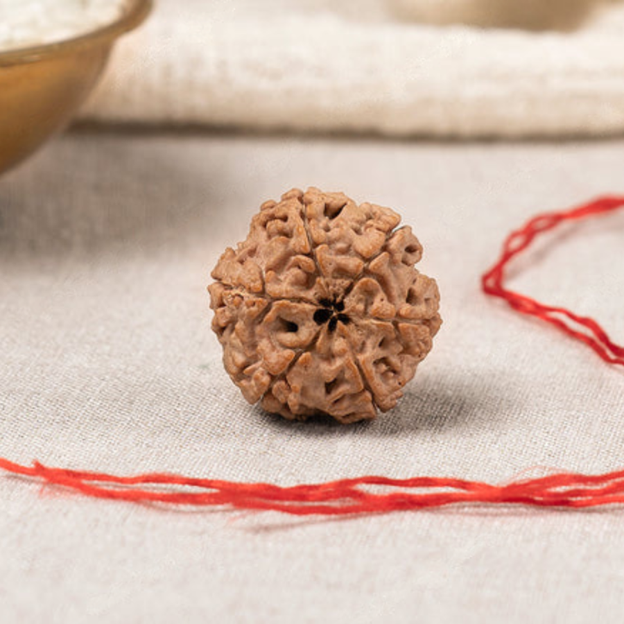 5 Mukhi Rudraksha (Nepali)