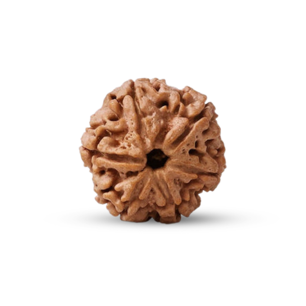 Natural 6 Mukhi Rudraksha (Nepali)
