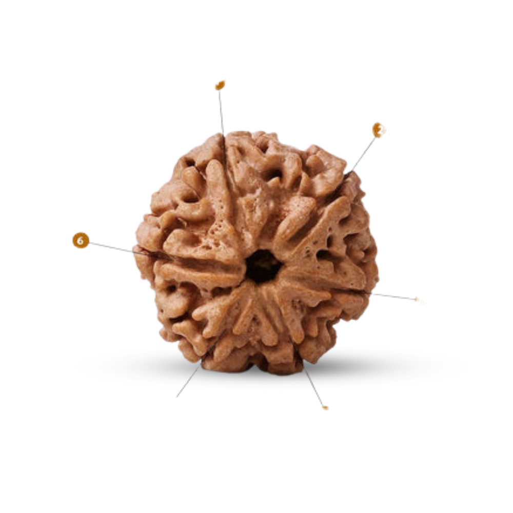 Natural 6 Mukhi Rudraksha (Nepali) Secondary image