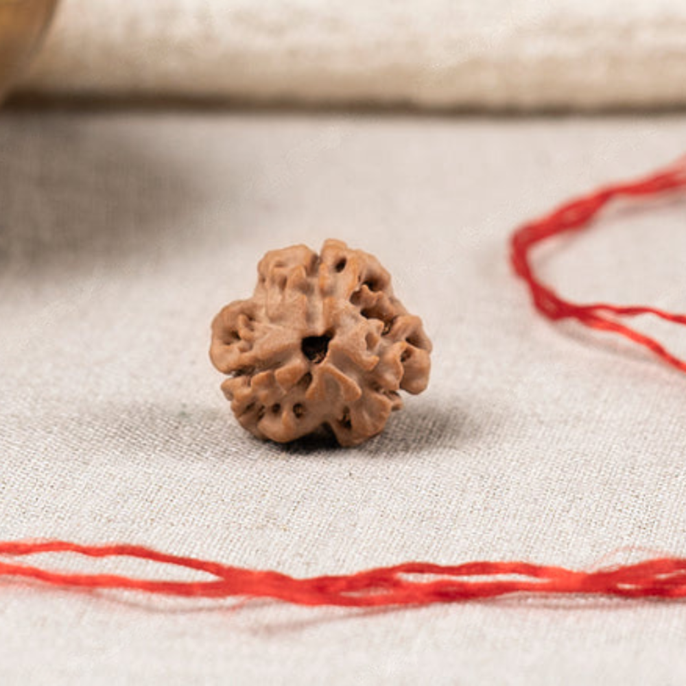 3 Mukhi Rudraksha (Nepali) Main image
