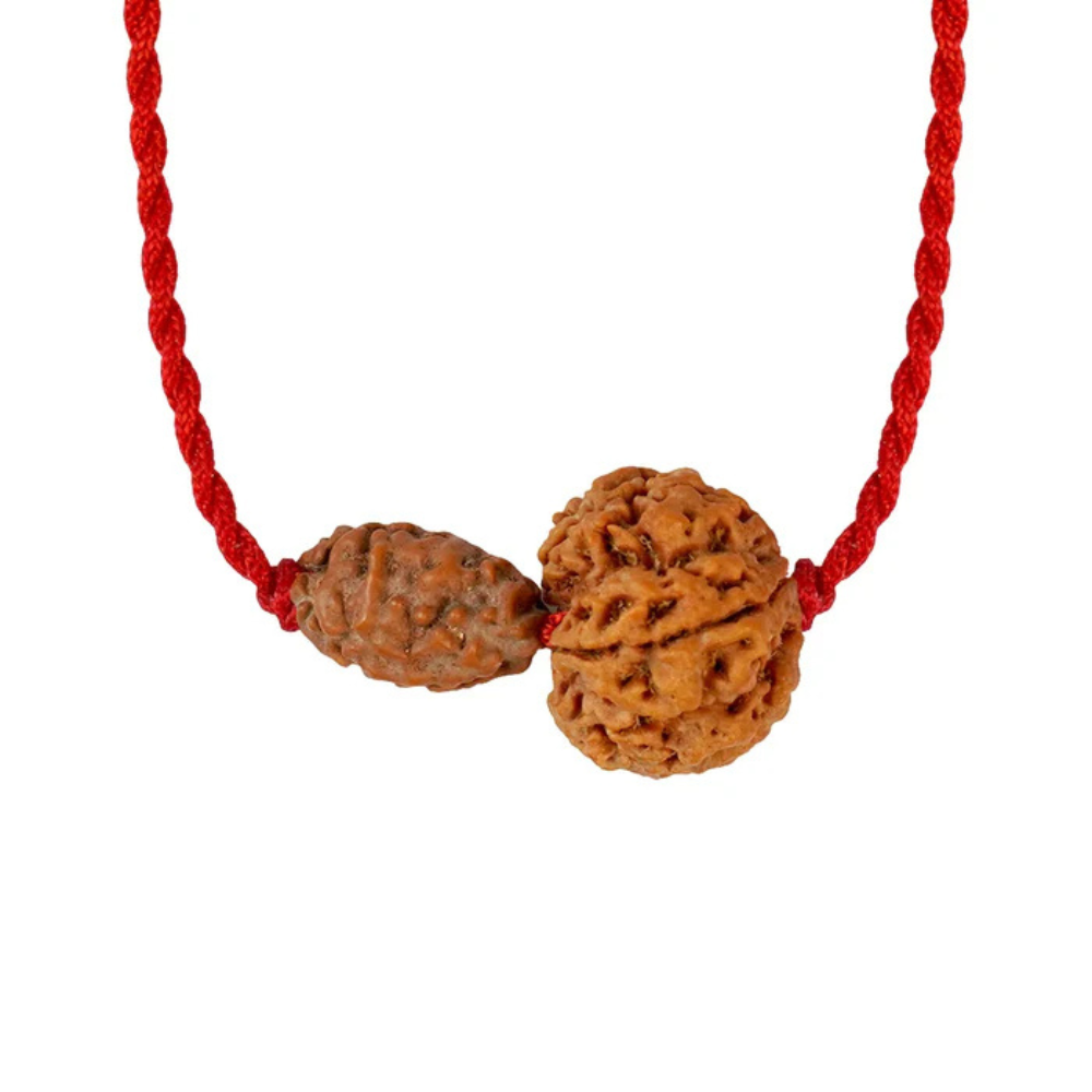 Gajkesari Yog Kavach – 2 Mukhi Rudraksha