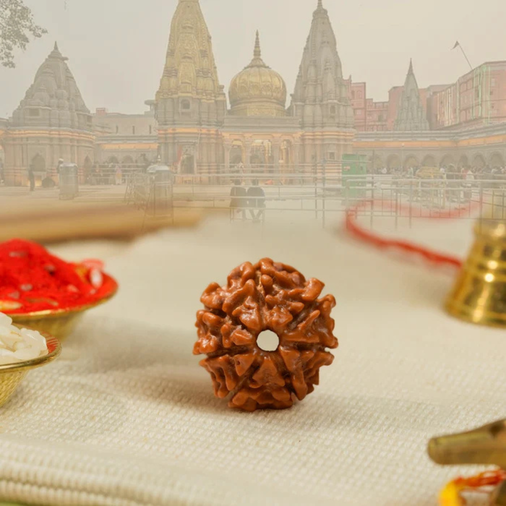 7 Mukhi Rudraksha – Kashi Siddh Ritual Energized Nepali Bead