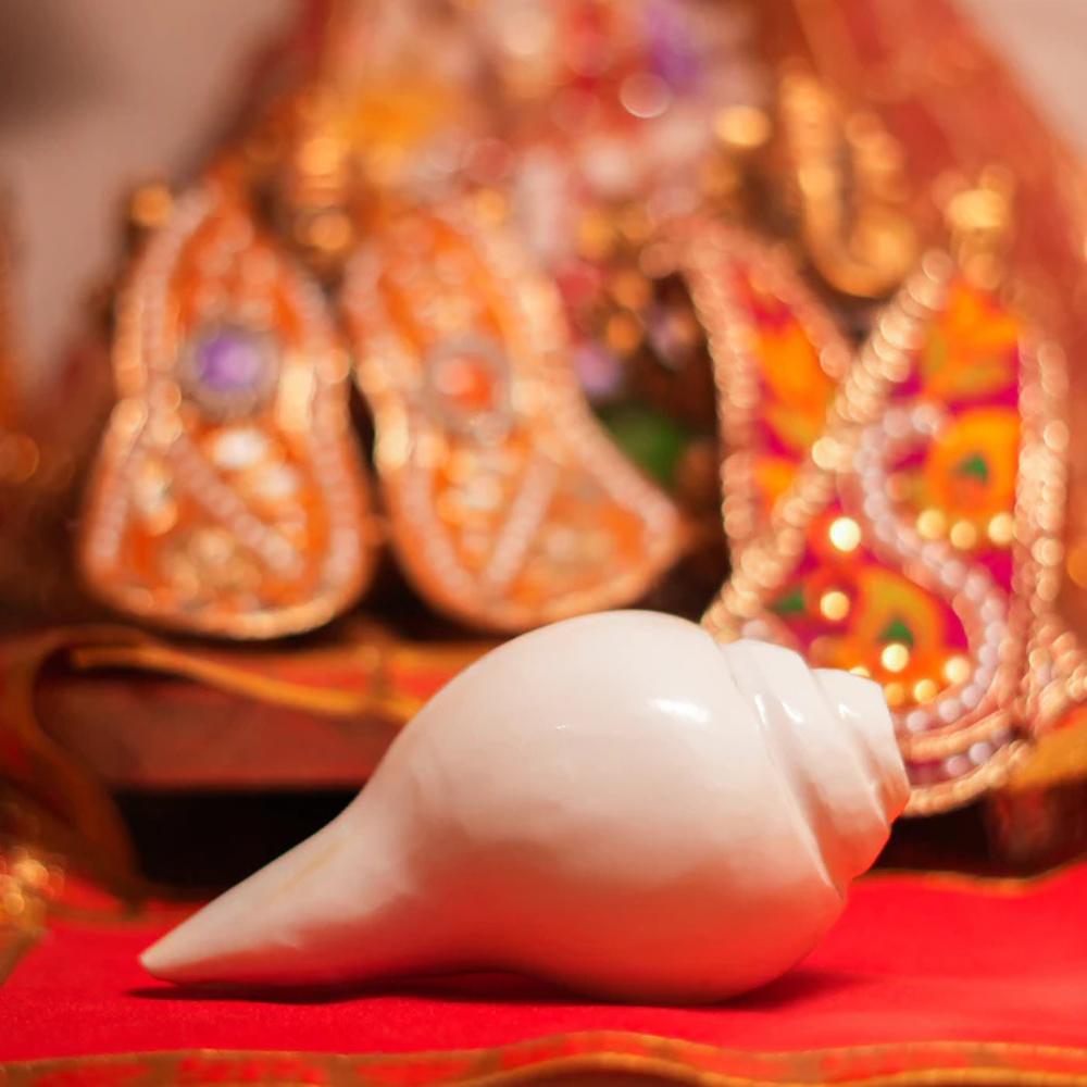 Divine Baynavarti/Vaamvarti Shankh – Variant 2 Main image