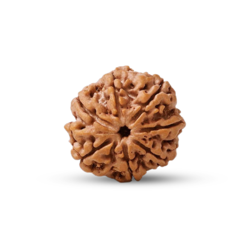 Natural 6 Mukhi Rudraksha (Nepali)