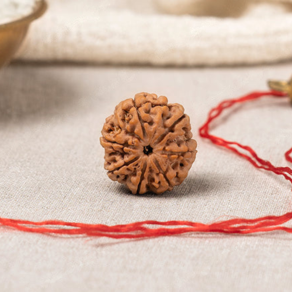 Natural 7 Mukhi Rudraksha (Nepali)