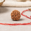 Natural 7 Mukhi Rudraksha (Nepali)