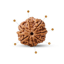 Natural 7 Mukhi Rudraksha (Nepali)