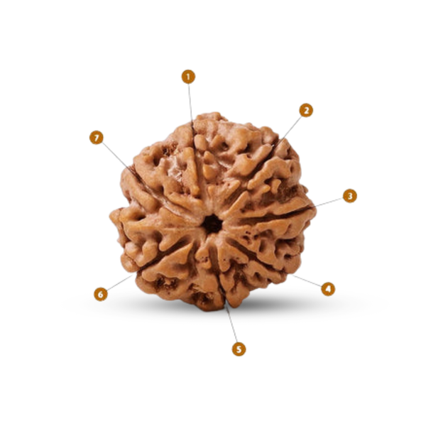Natural 7 Mukhi Rudraksha (Nepali)