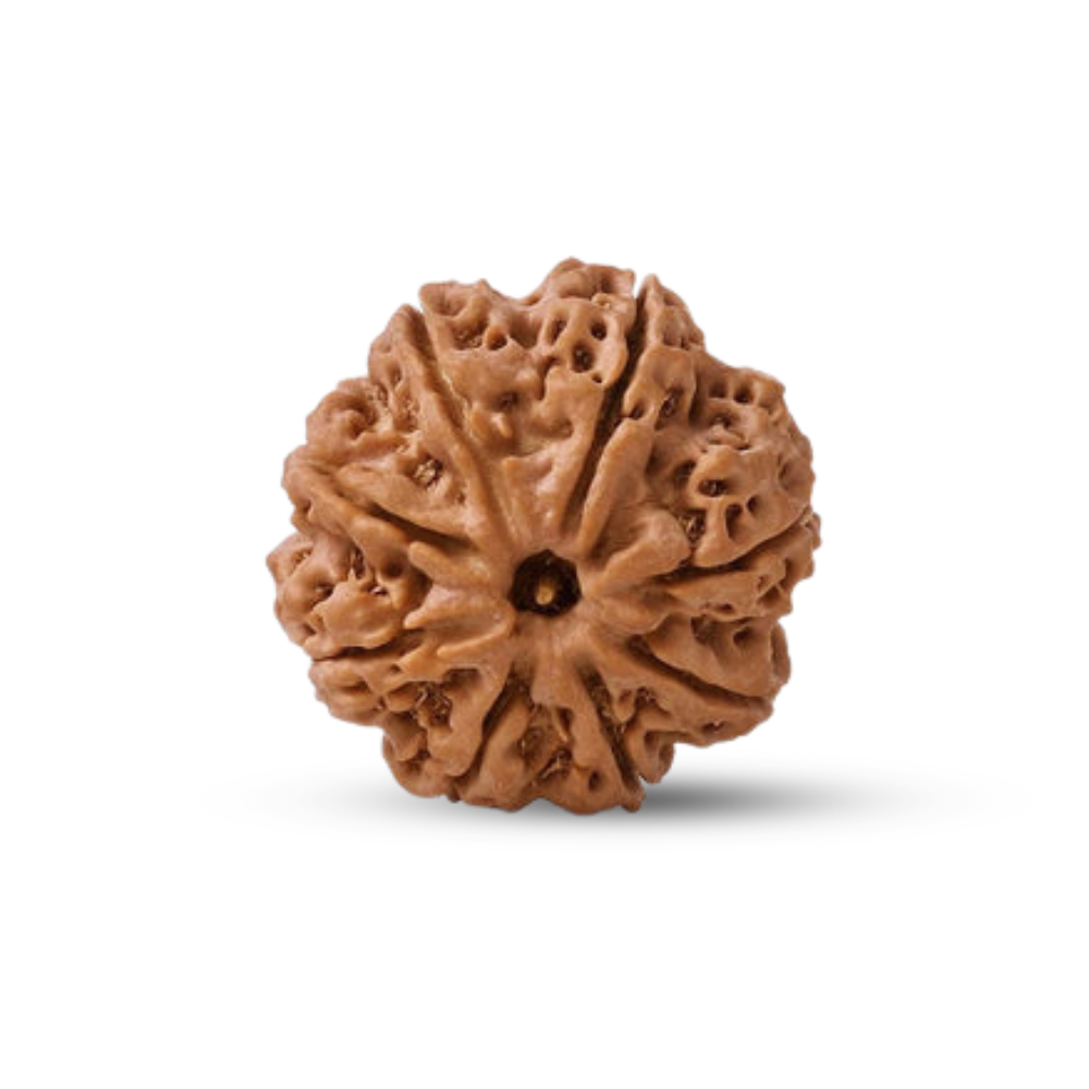 Natural 8 Mukhi Rudraksha (Nepali) Secondary image