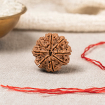 Natural 8 Mukhi Rudraksha (Nepali)