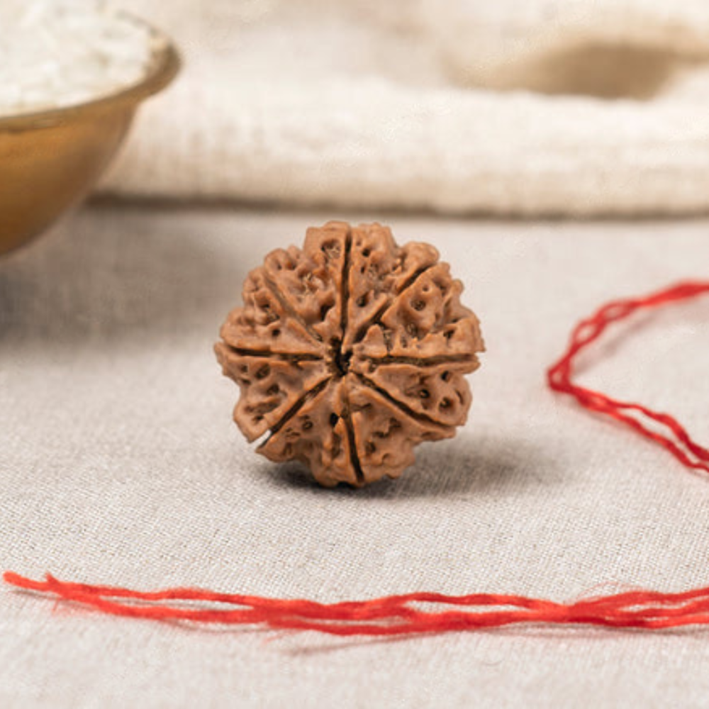 Natural 8 Mukhi Rudraksha (Nepali)
