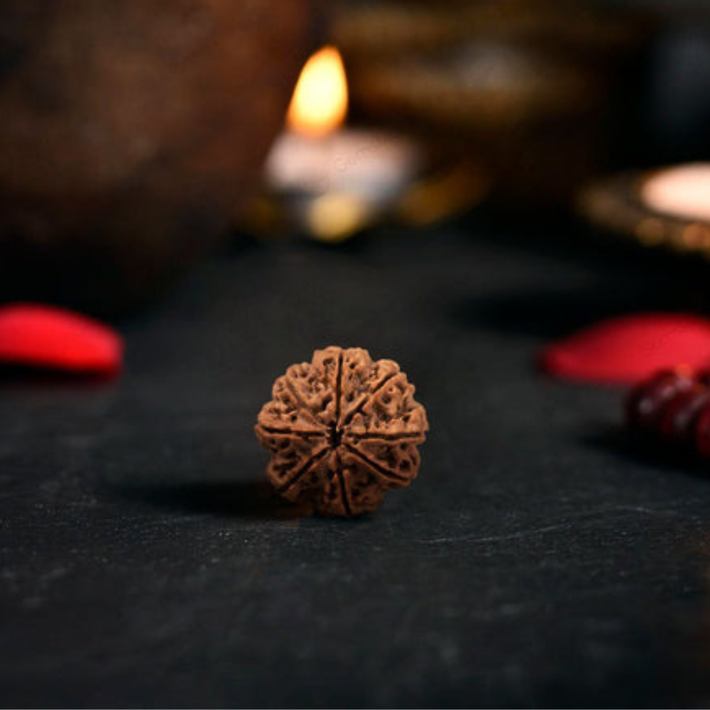Natural 8 Mukhi Rudraksha (Nepali)