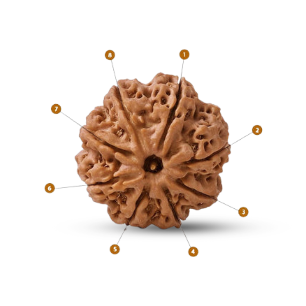 Natural 8 Mukhi Rudraksha (Nepali)