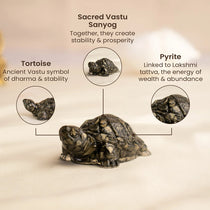 Vastu Pyrite Wealth & Wisdom Combo