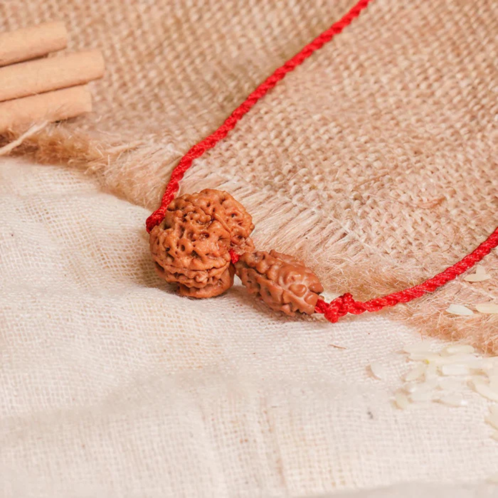Gajkesari Yog Kavach – 2 Mukhi Rudraksha Main image