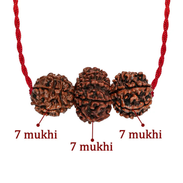 Shakti Kavach – 7 & 9 Mukhi Rudraksha