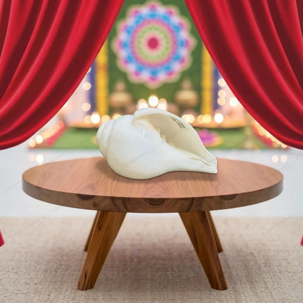 Divine Baynavarti/Vaamvarti Shankh – Variant 3