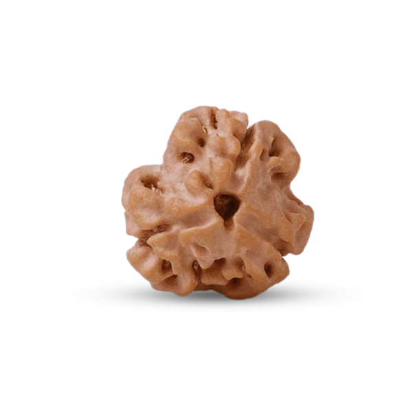 3 Mukhi Rudraksha (Nepali)