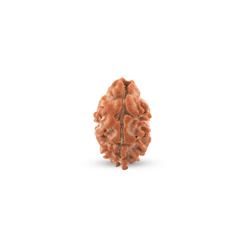 2 Mukhi Rudraksha – Original Nepali Bead