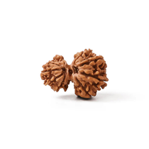 Garbh Gauri Shankar Rudraksha Bead