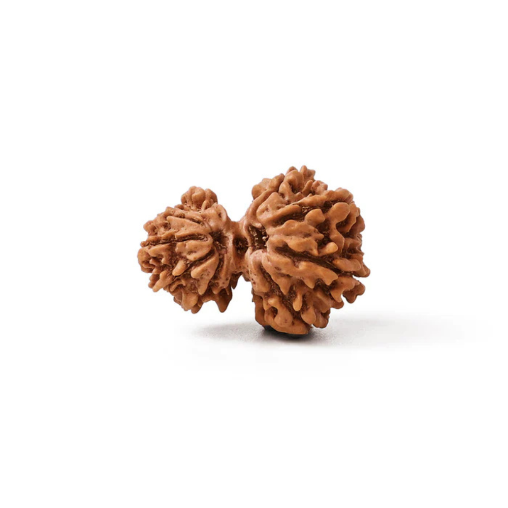 Garbh Gauri Shankar Rudraksha Bead