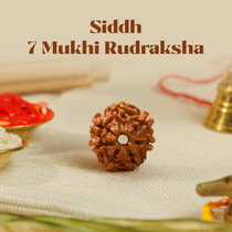 7 Mukhi Rudraksha – Kashi Siddh Ritual Energized Nepali Bead