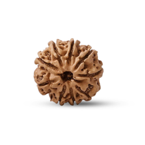 Natural 9 Mukhi Rudraksha (Nepali)