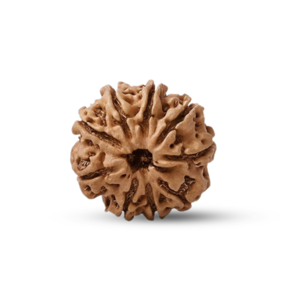 Natural 9 Mukhi Rudraksha (Nepali)