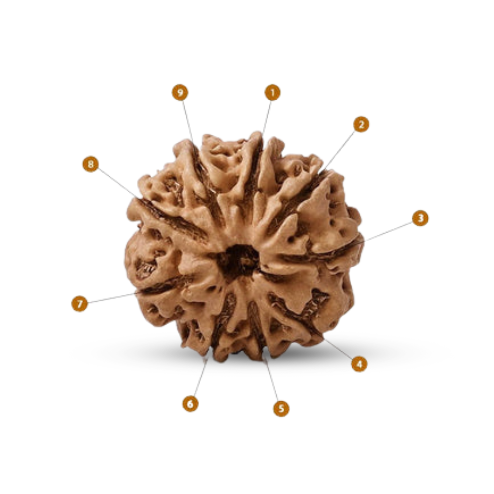 Natural 9 Mukhi Rudraksha (Nepali)