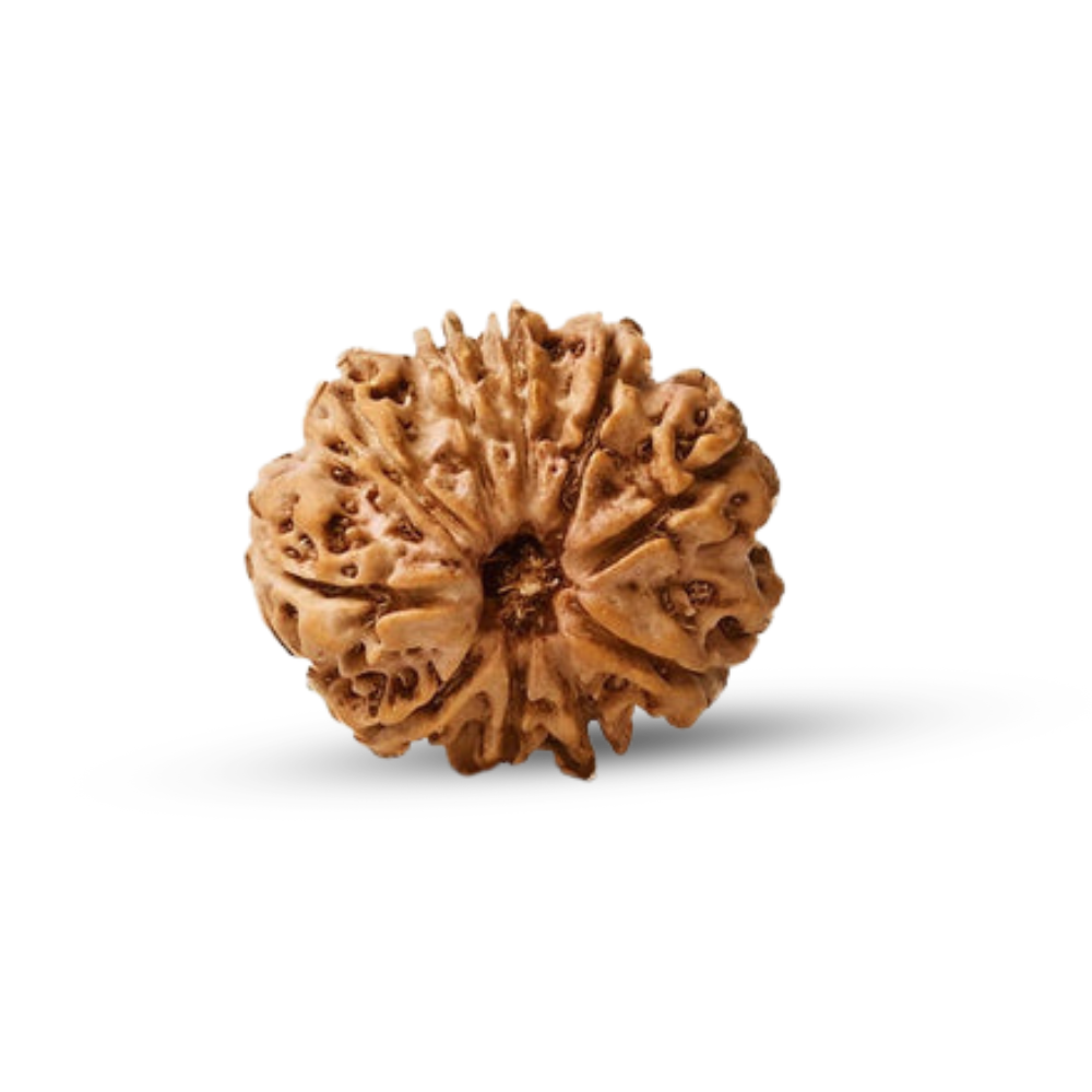 Natural 10 Mukhi Rudraksha (Nepali) Secondary image
