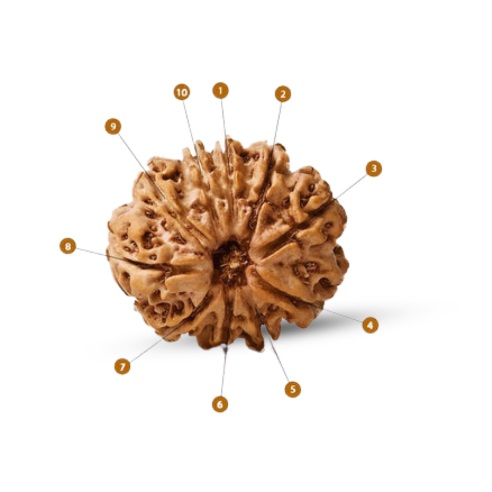 Natural 10 Mukhi Rudraksha (Nepali)