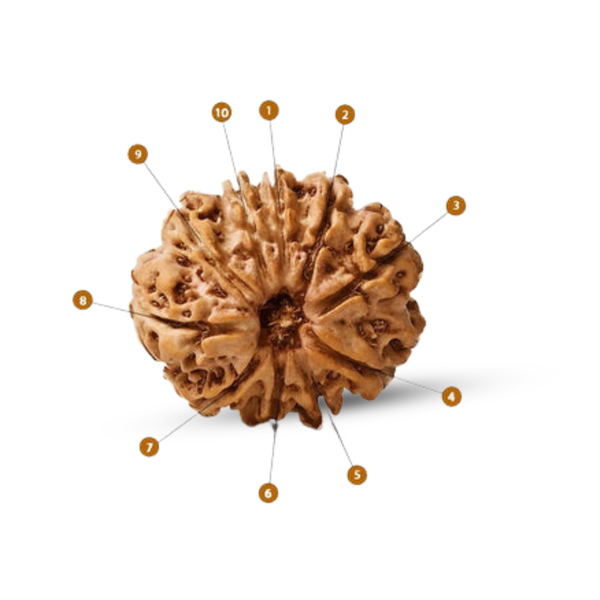 Natural 10 Mukhi Rudraksha (Nepali)