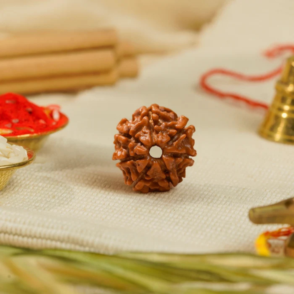7 Mukhi Rudraksha – Kashi Siddh Ritual Energized Nepali Bead