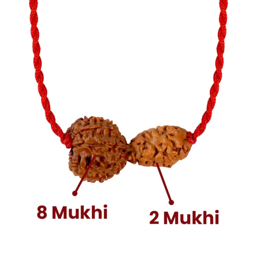 Chandra-Rahu Grahan Dosh Kavach – 2 & 8 Mukhi Rudraksha