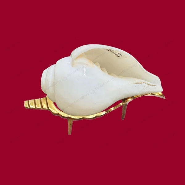 Divine Baynavarti/Vaamvarti Shankh – Variant 3