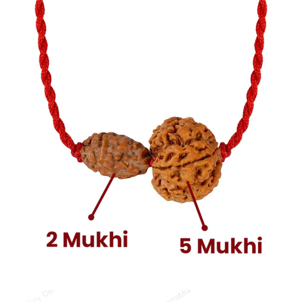 Gajkesari Yog Kavach – 2 Mukhi Rudraksha