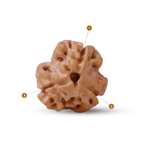 3 Mukhi Rudraksha (Nepali)