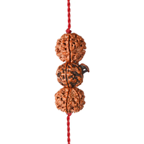 Saraswati Gyaan Kavach – 4 & 6 Mukhi + Ganesh Rudraksha