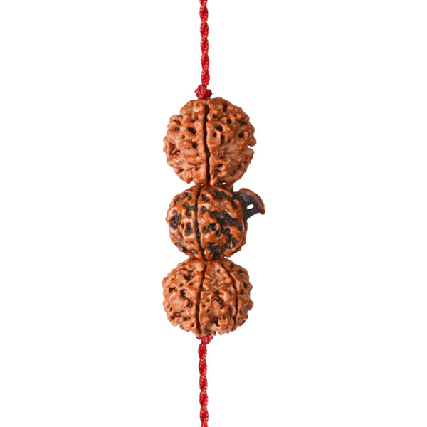 Saraswati Gyaan Kavach – 4 & 6 Mukhi + Ganesh Rudraksha