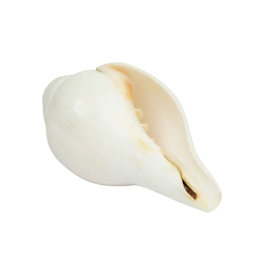 Divine Baynavarti/Vaamvarti Shankh – Variant 3 Secondary image