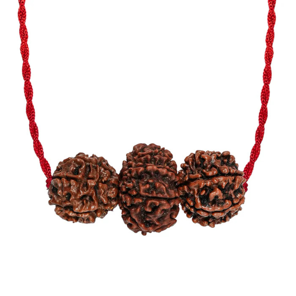 Shakti Kavach – 7 & 9 Mukhi Rudraksha