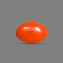 Red Coral (Moonga) – 9.26 Carat / 10.2 Ratti