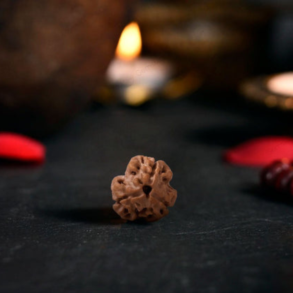 3 Mukhi Rudraksha (Nepali)